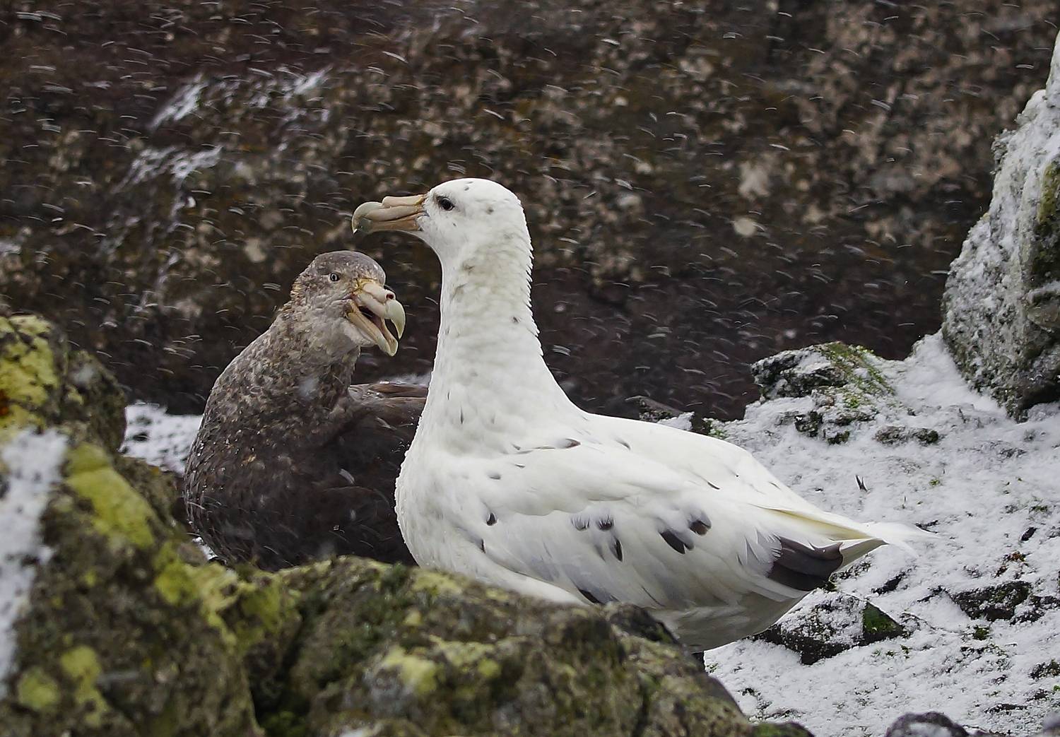 Семейная сцена
