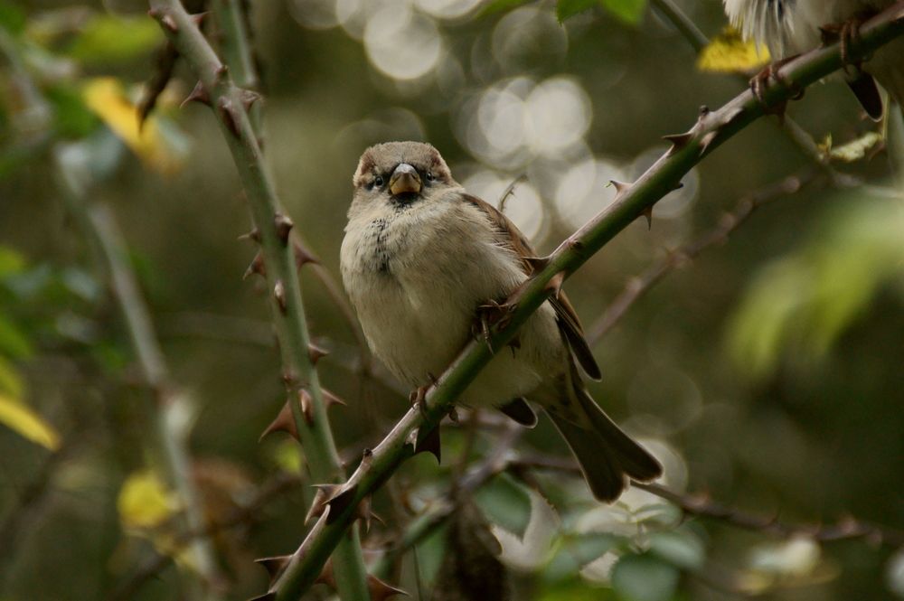 Фотография автора Sergej Roor