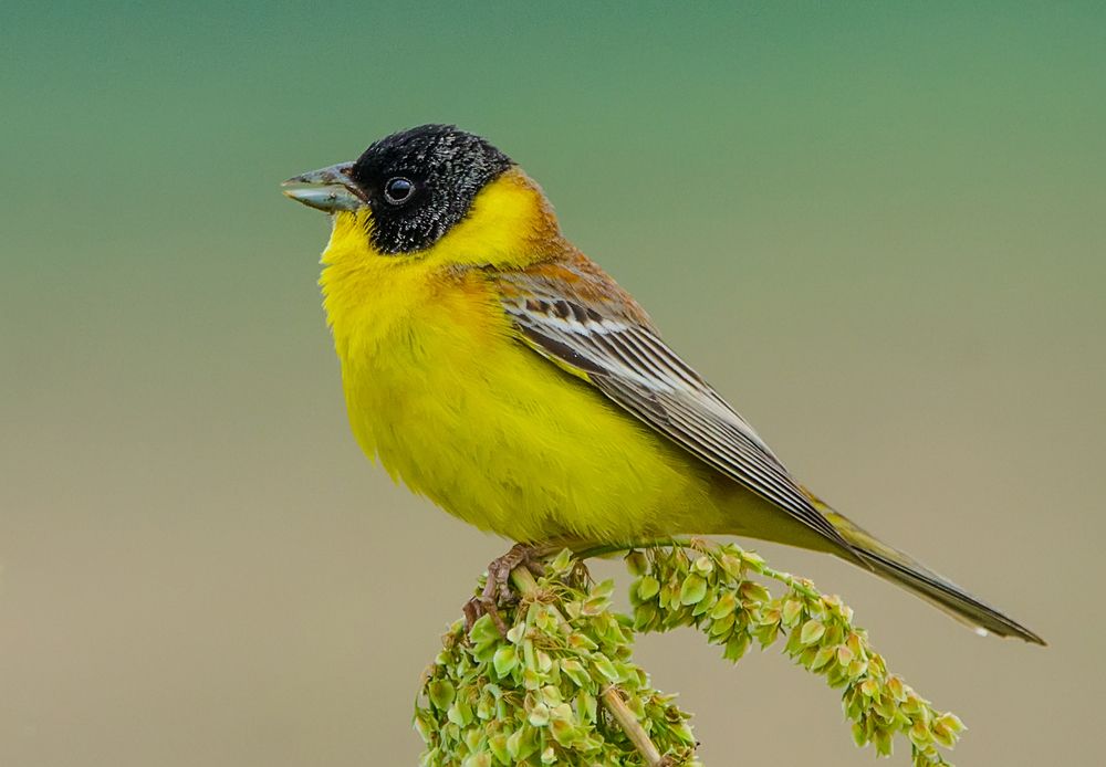 Photograph by Хасан Журтов