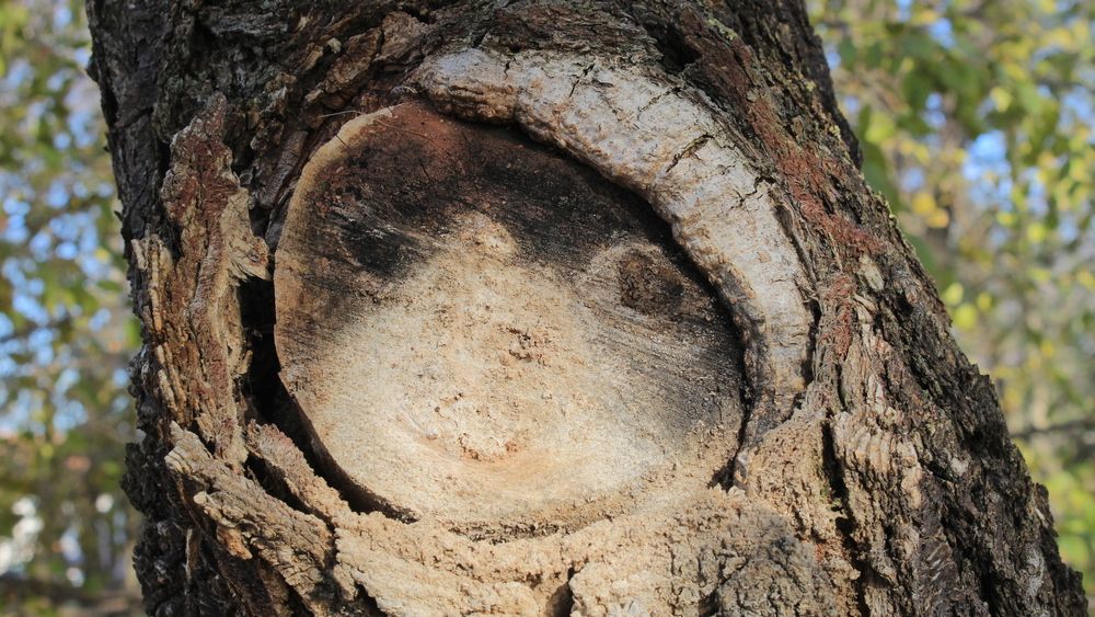 Photograph by Любовь Войводич