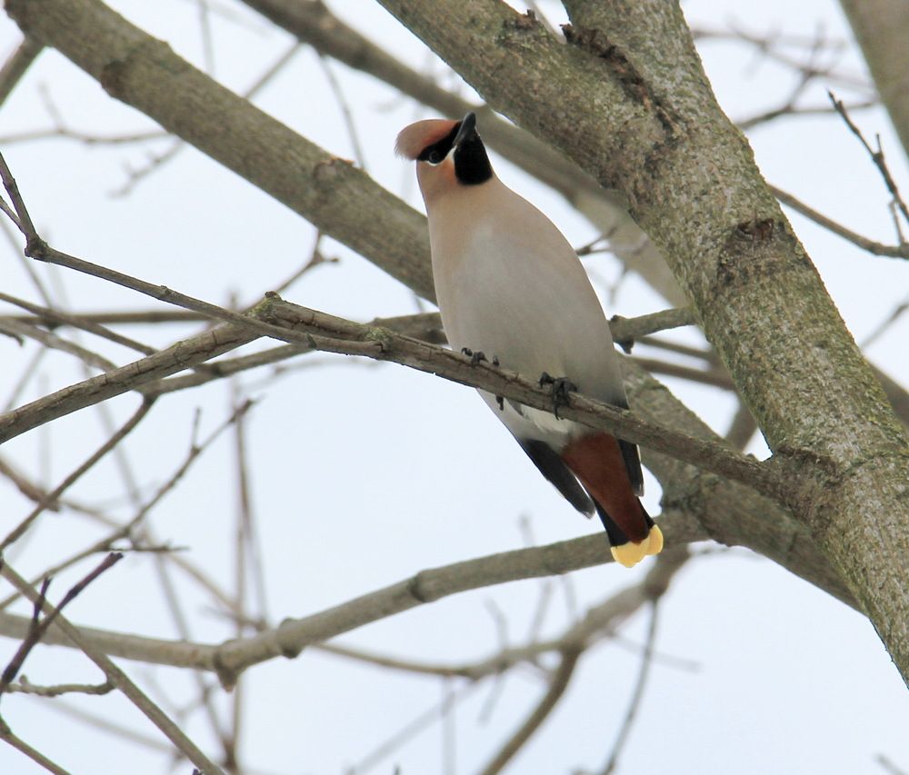 Фотография автора Анна-Лаймуте Милошевич
