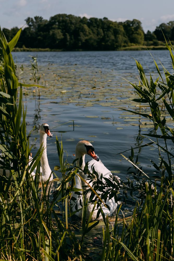 Фотография автора Svetlana Fomenko