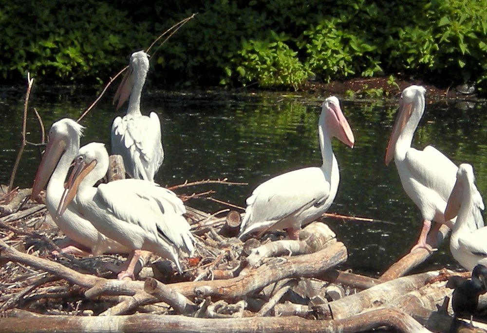Сборище пеликанов