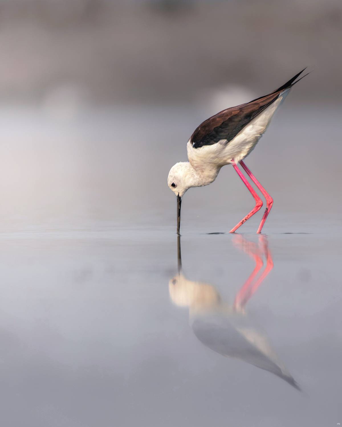 Фотография #13097170