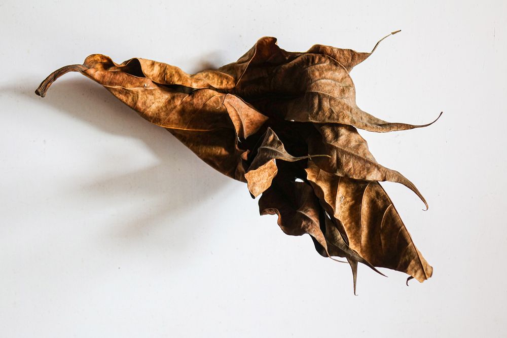 Photograph by Vy Van Bui