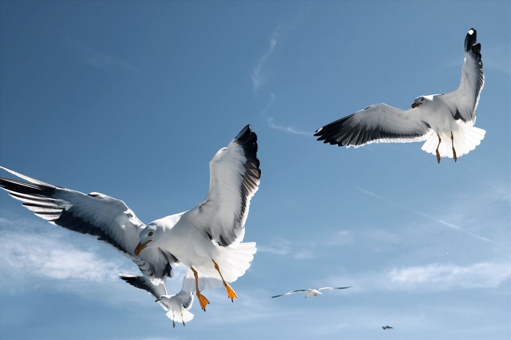 Фотография автора Виктория Трущенко