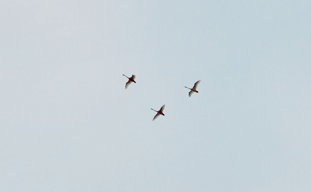 Photo #13097300