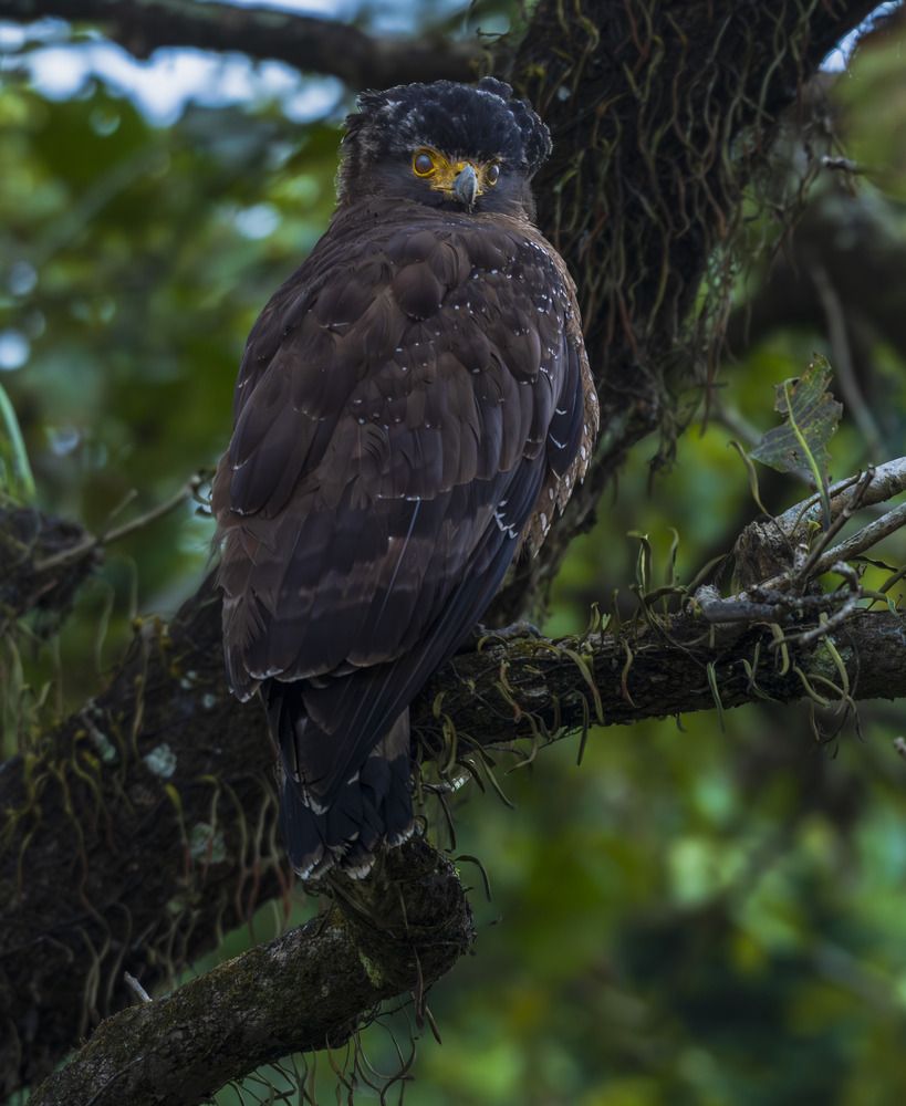 Photograph by SHIL ABHIJIT