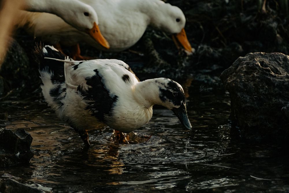 Фотография автора Oleg Gurev