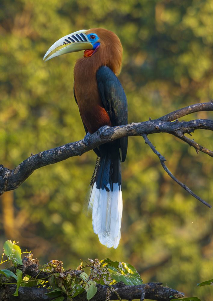 The rufous-necked hornbill.