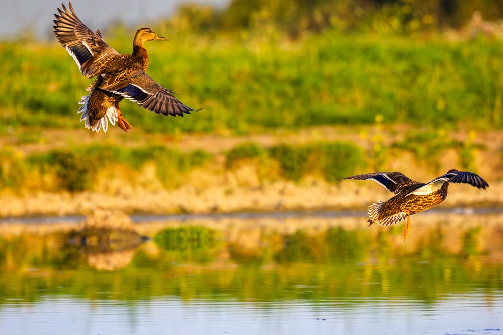 Photograph by Алексей Соколов