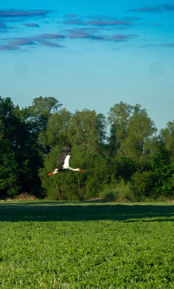 Фотография автора Геннадий Ломеко