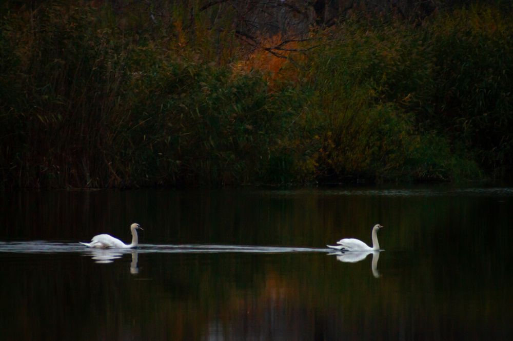 Photograph by Дарья Горюнова
