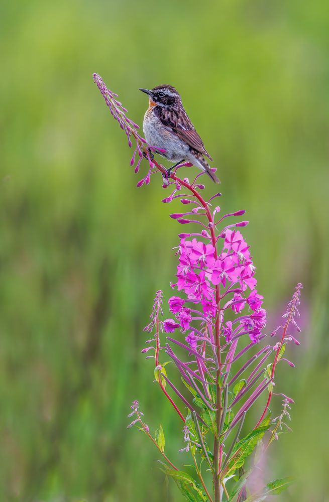 Photograph by Кузнецов Дмитрий