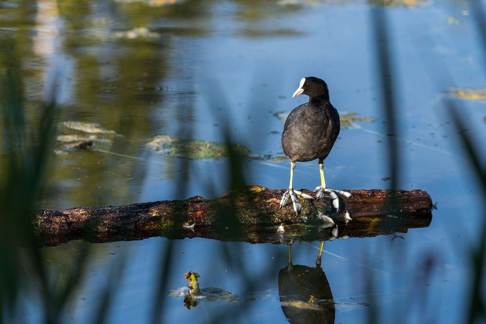 Photograph by Александр Лис