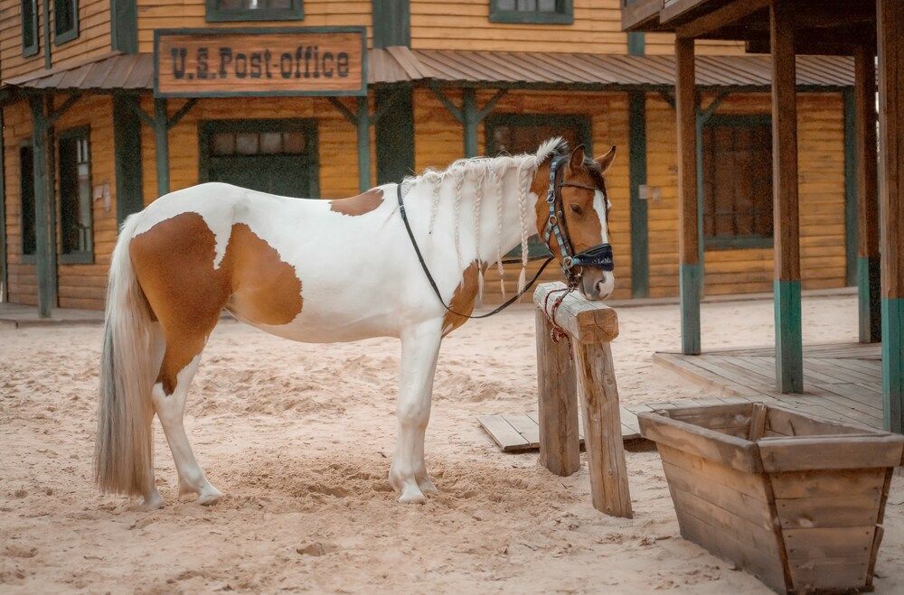Фотография автора Марина Суздаль