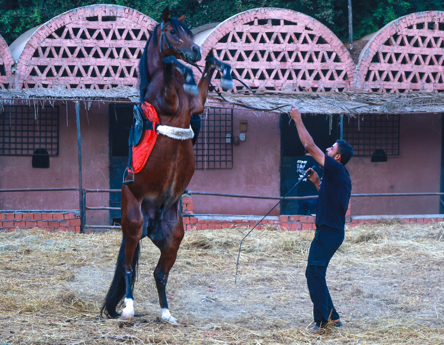 Photo #13097644