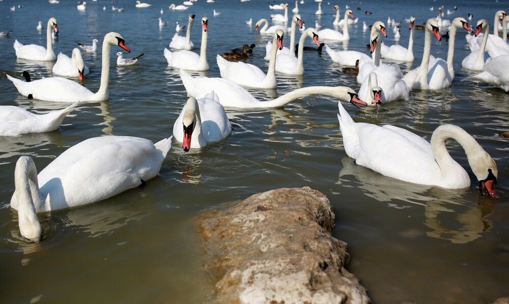 Photograph by Марина Юрченко