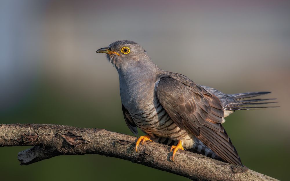 Кукухин портрет