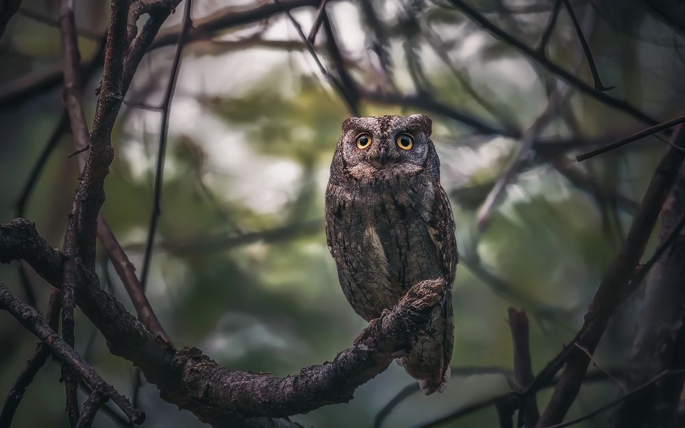 В сумраке леса