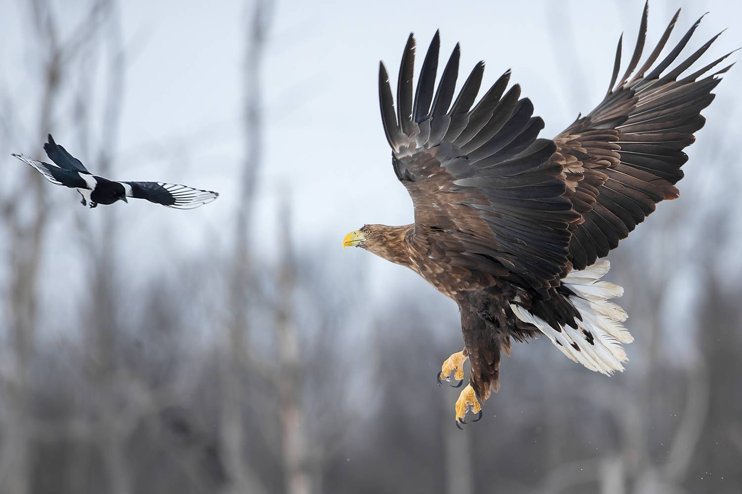 Фотография #13097809