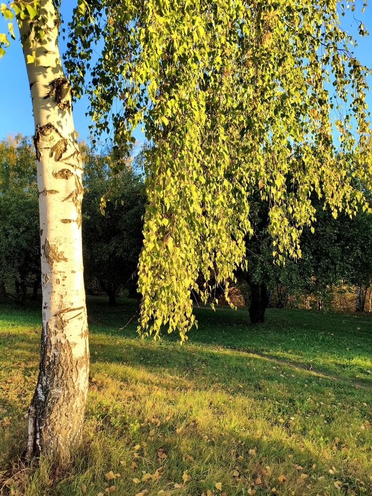 Photo #13097864
