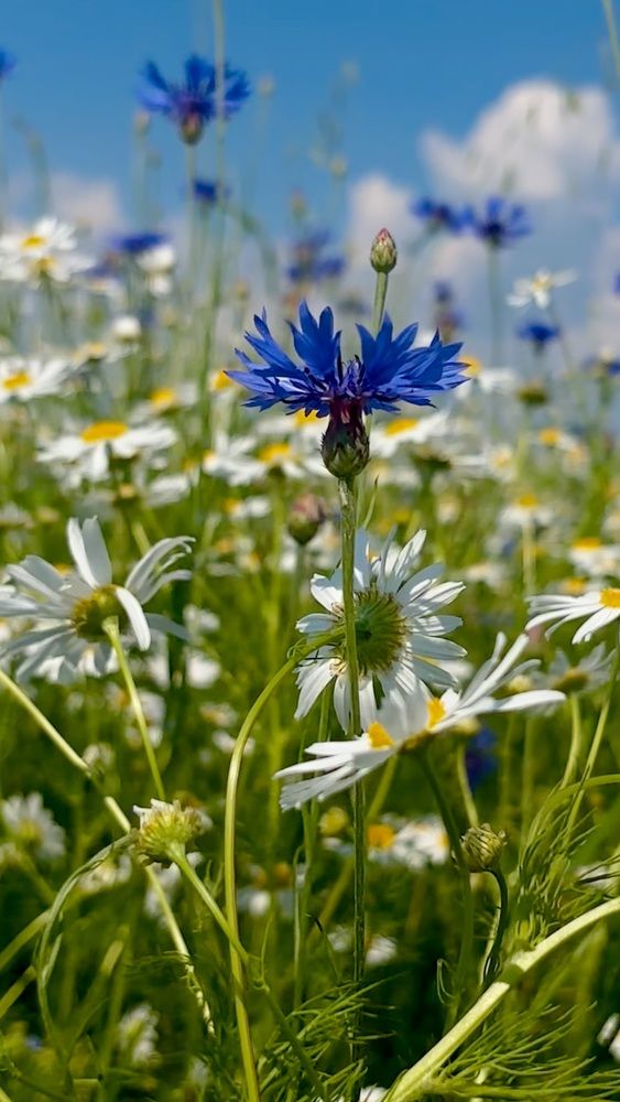 Photograph by Halina Mitsevich