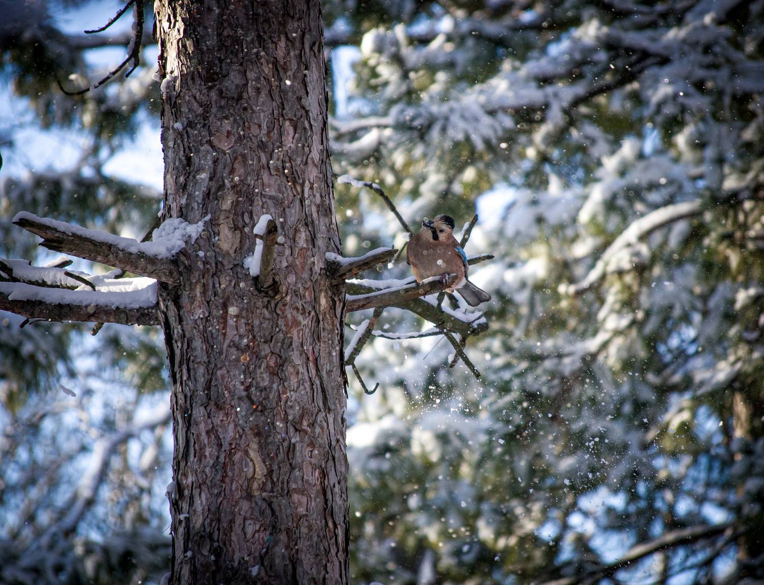 Фотография #13097927