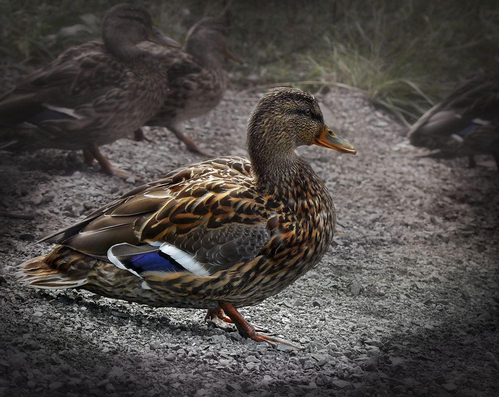 Photograph by Валерий Алфимов