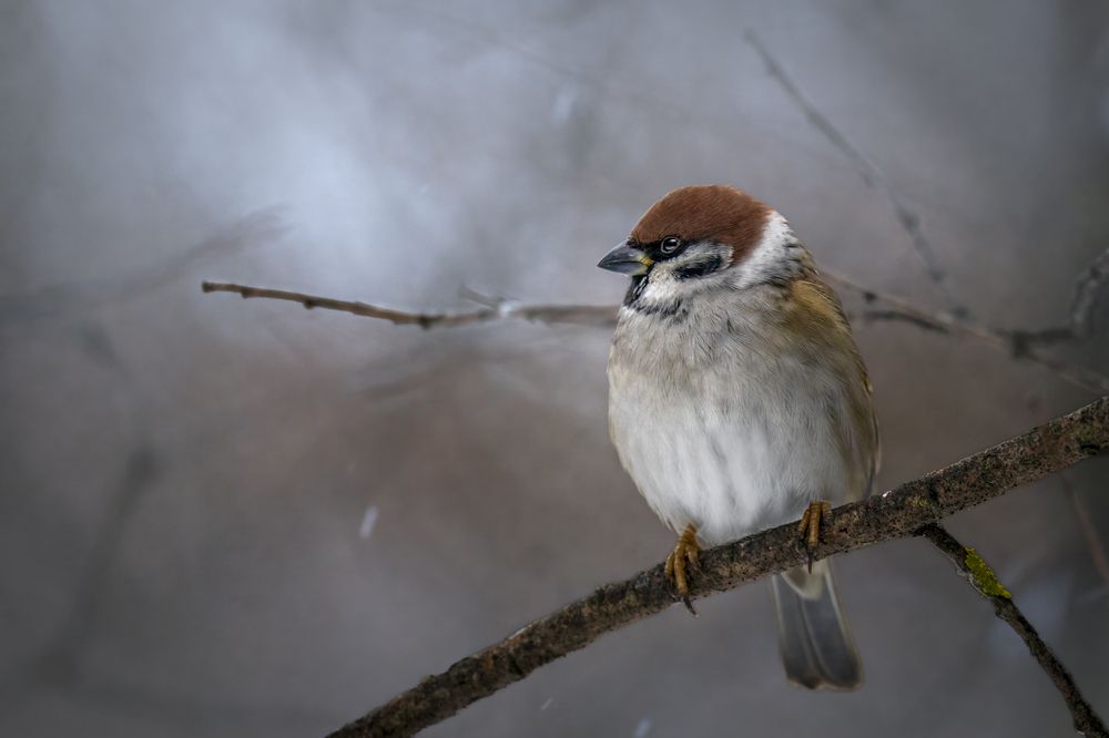 Photograph by Aleksandr Solovev