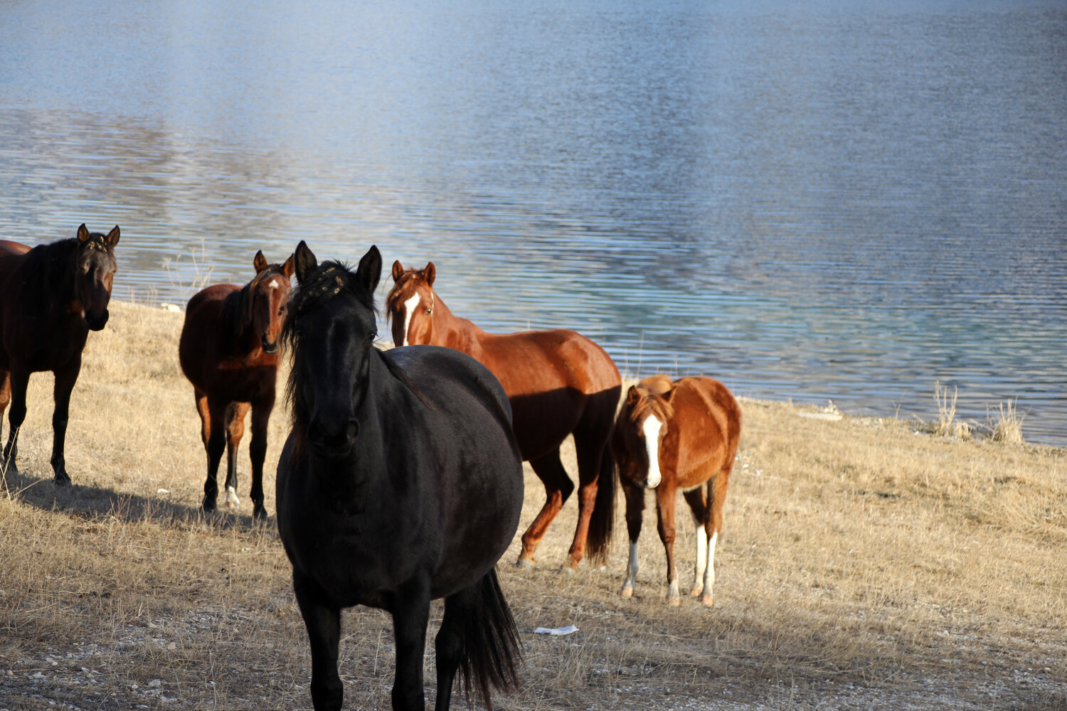 Photo #13097986