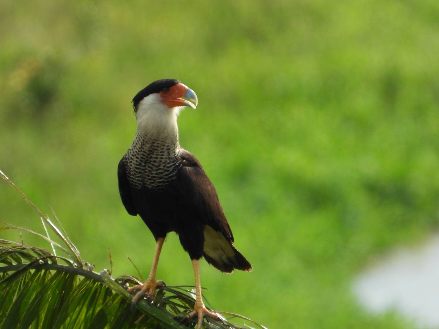 Фотография #13098000