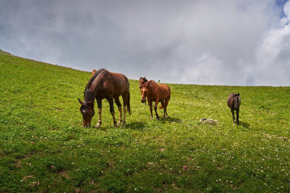 Photograph by Igor Belov