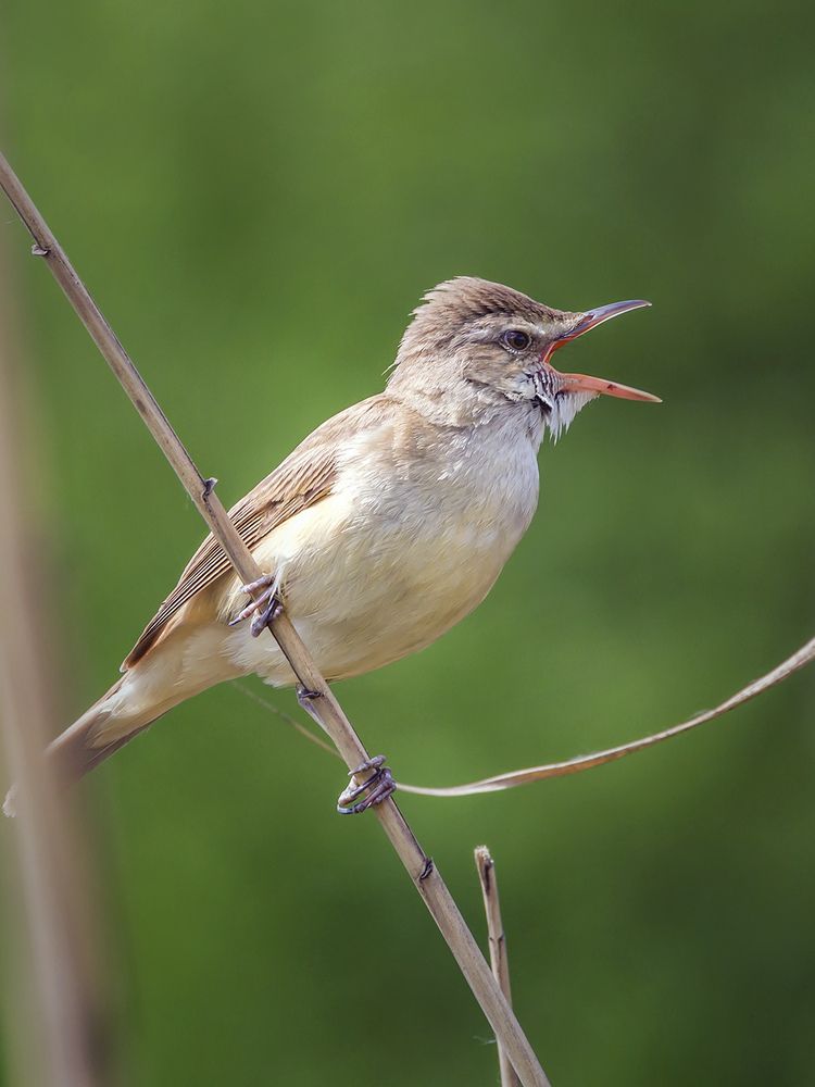 Photograph by Сарапулов Игорь