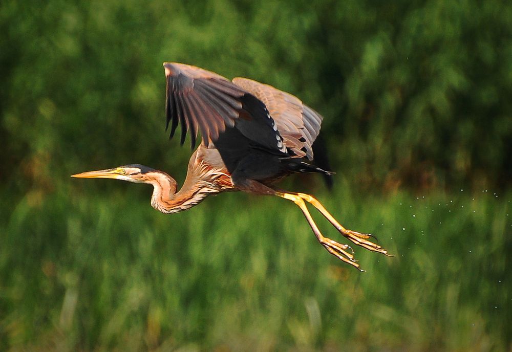 Рыжая цапля.