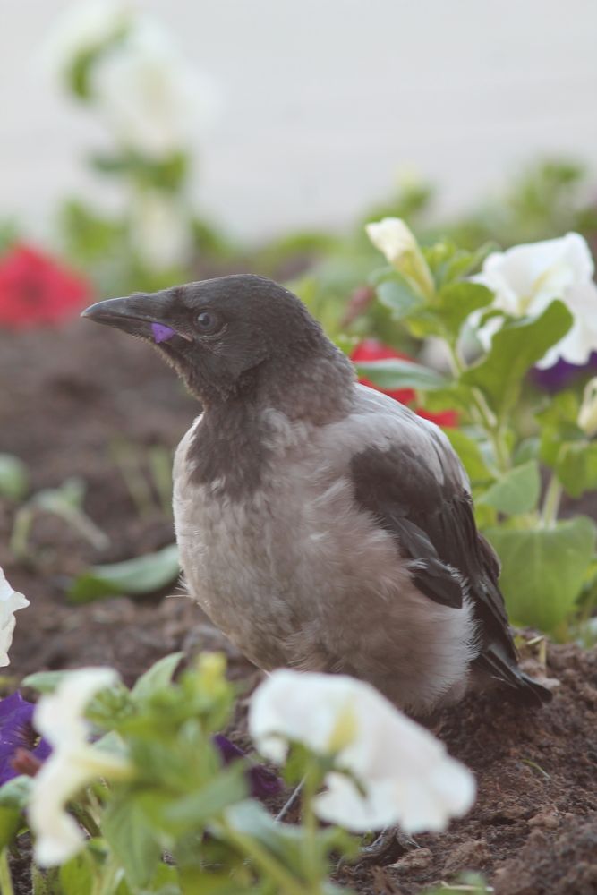Photograph by Виталий Васильев