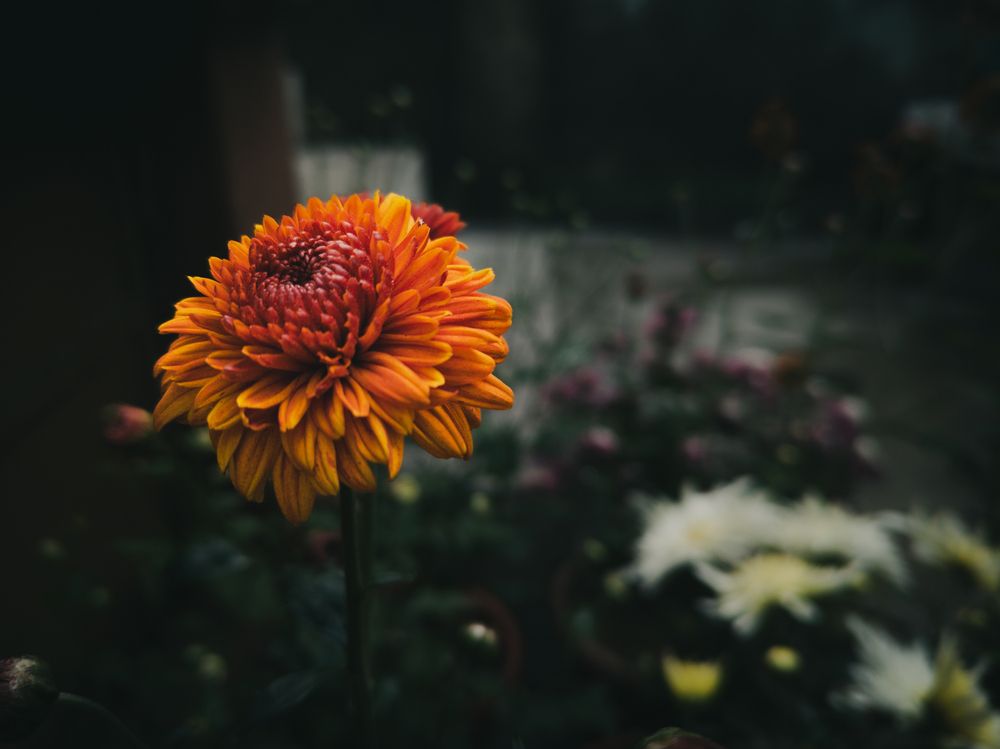 Flower of orange