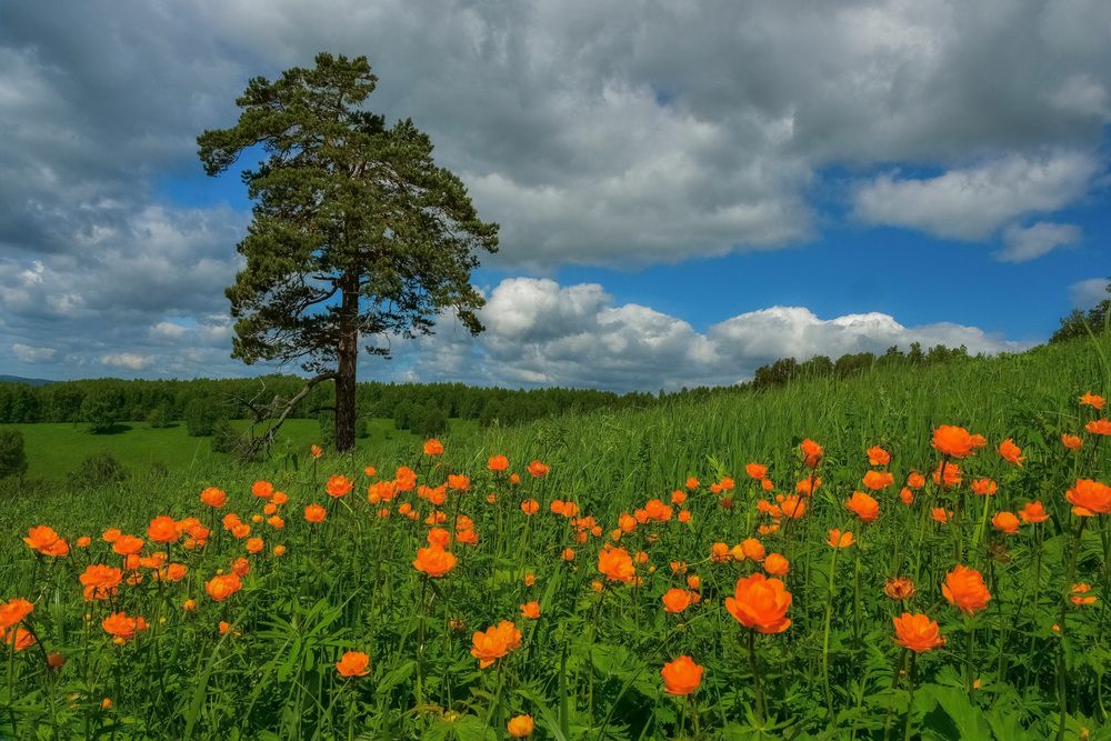 Одинокая сосна, цветущая на лугу