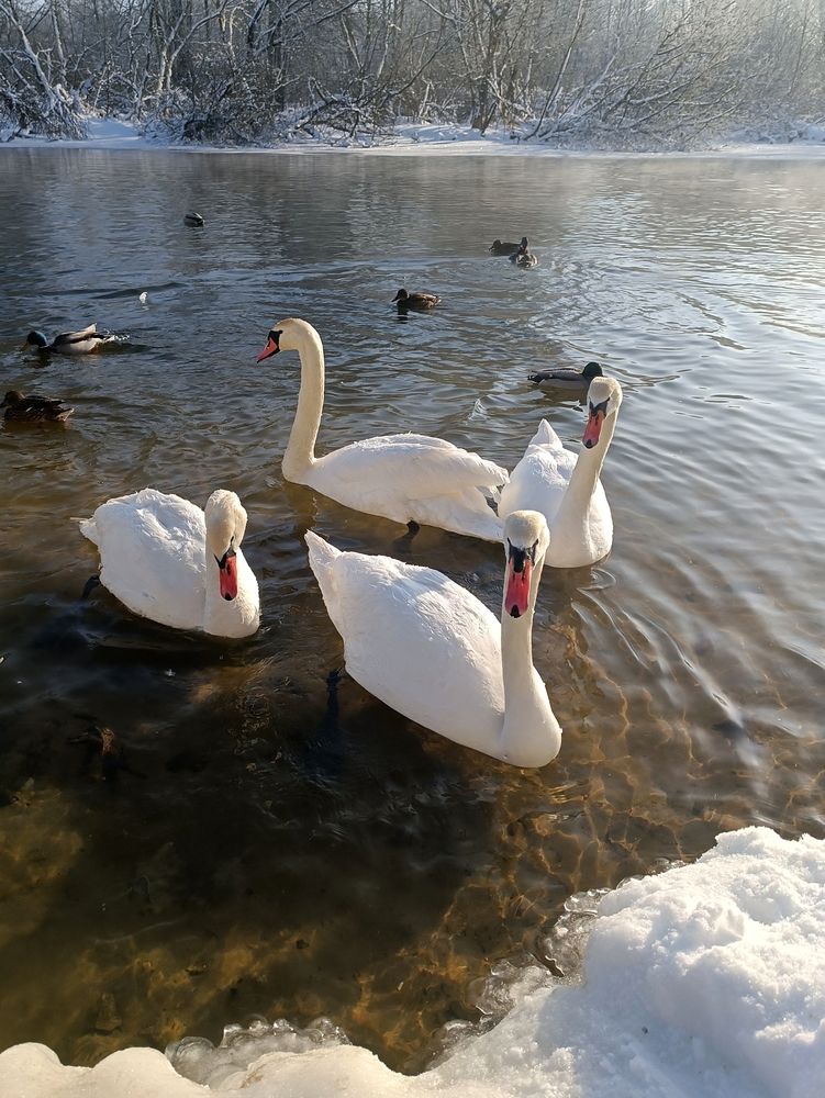 Photograph by Елена Пархоменко