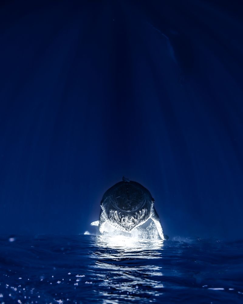 Фотография автора nishijima takayuki