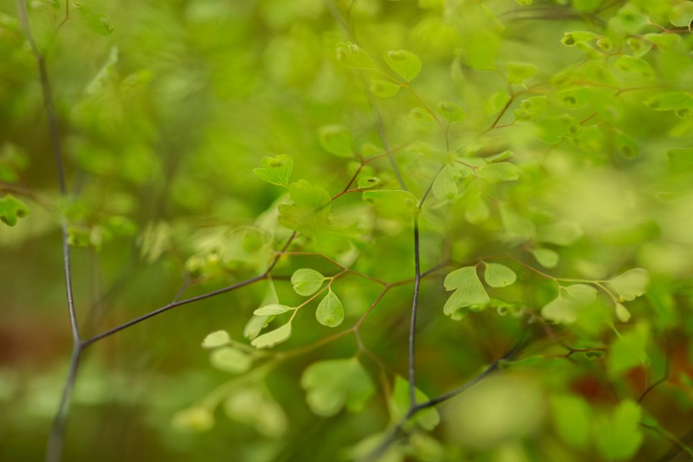 Shadow and Greenery