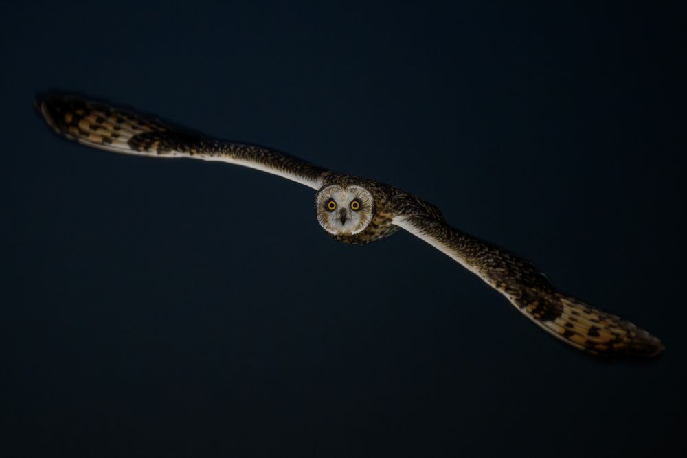 Photograph by Вячеслав Ладанов