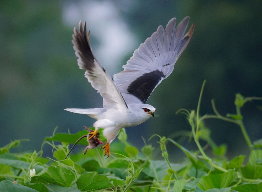 Black-winged Kite with Rat catch