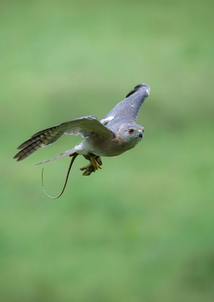 Shikra with Garden Lizard kill