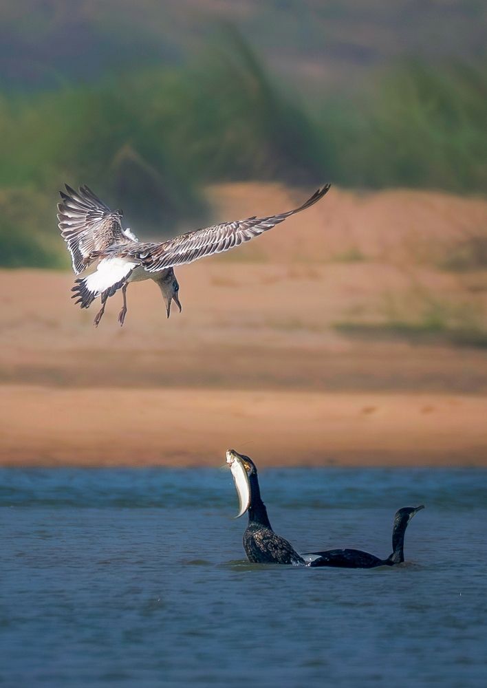 Pallas\'s gull trying to snatch fish from great Cormorant