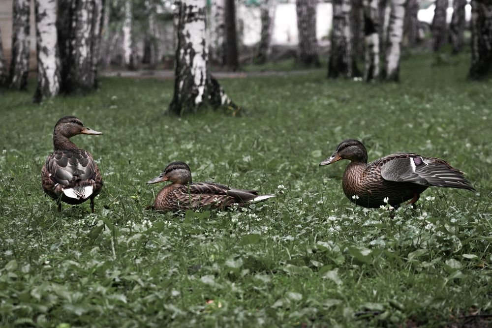 Photograph by Юлия Маркова