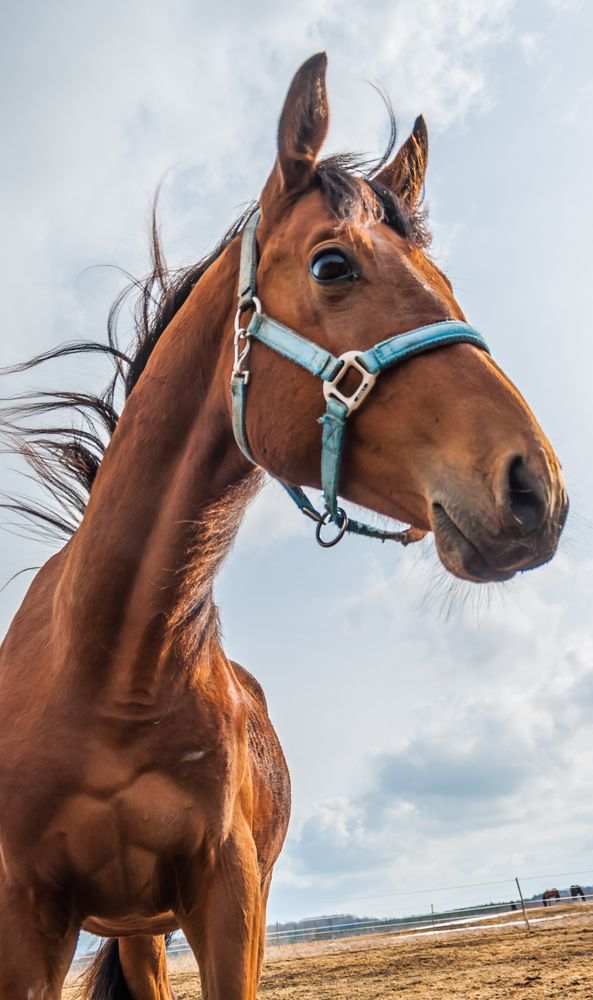 Фотография автора Олег Анатольевич Загорулько