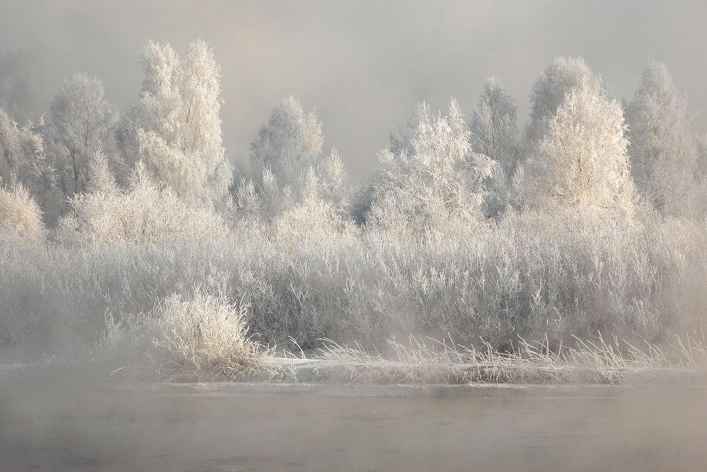 Белоснежные берёзы