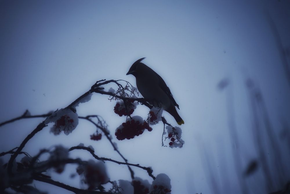 Photograph by Митюшкова Алёна