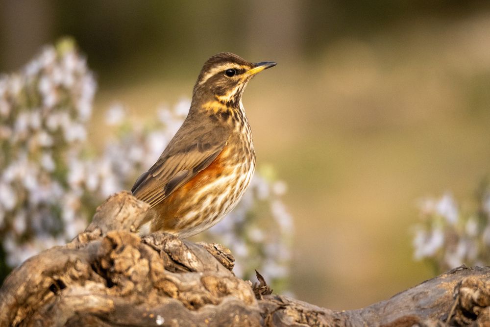 Photograph by Herraiz Jorge